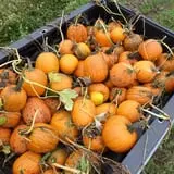 Long Hill Orchard Pick Your Own & Harvest Festival photo