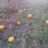 Long Hill Orchard Pick Your Own & Harvest Festival photo