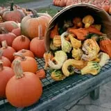 Long Hill Orchard Pick Your Own & Harvest Festival photo