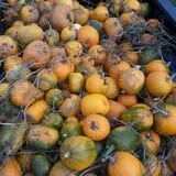 Long Hill Orchard Pick Your Own & Harvest Festival photo