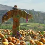 Long Hill Orchard Pick Your Own & Harvest Festival photo