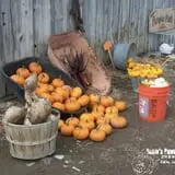 Robin's Pumpkin Paradise photo