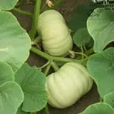 Robin's Pumpkin Paradise photo