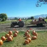 Robin's Pumpkin Paradise photo