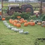 Robin's Pumpkin Paradise photo
