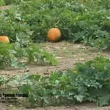 Robin's Pumpkin Paradise photo
