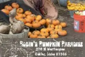 Robin's Pumpkin Paradise