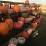 Zombie Paintball at Klausmeyer Family Farm photo