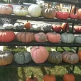 Zombie Paintball at Klausmeyer Family Farm photo