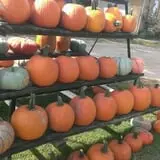 Zombie Paintball at Klausmeyer Family Farm photo