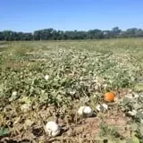 Zombie Paintball at Klausmeyer Family Farm photo