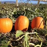 Beck Family Farms photo