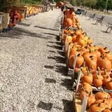 Beck Family Farms photo