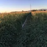 Beck Family Farms photo