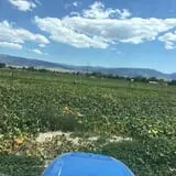 Beck Family Farms photo