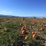 Beck Family Farms photo