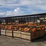 Beck Family Farms photo