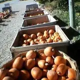 Beck Family Farms photo