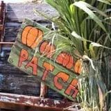 Sweet Berry Farm Harvest of Fall Fun photo