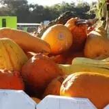 Sweet Berry Farm Harvest of Fall Fun photo
