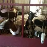 Chester's Party Barn & Farm photo