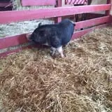Chester's Party Barn & Farm photo