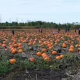 Siegel's Cottonwood Farm Pumpkin Fest & Sniper Paintball Ride