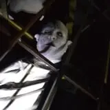 Amarillo Scaregrounds photo