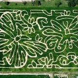 Beriswill Farms Corn Maze photo