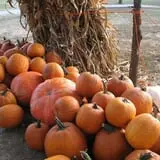 Roberts Family Farm photo