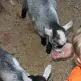 Roberts Family Farm photo