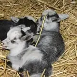 Roberts Family Farm photo