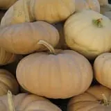 Roberts Family Farm photo