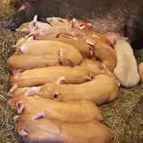Olde Haven Farm photo