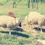 Olde Haven Farm photo