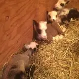 Olde Haven Farm photo