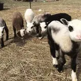 Olde Haven Farm photo