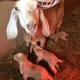 Olde Haven Farm photo