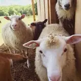 Olde Haven Farm photo