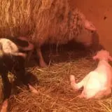 Olde Haven Farm photo