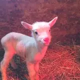 Olde Haven Farm photo