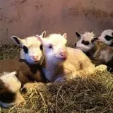 Olde Haven Farm photo