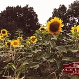 Olde Haven Farm photo