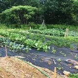Olde Haven Farm photo