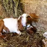 Olde Haven Farm photo