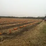 Country Apple Orchard photo
