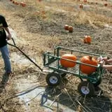 Country Apple Orchard photo