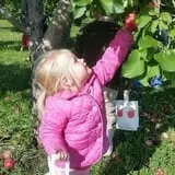 Country Apple Orchard photo