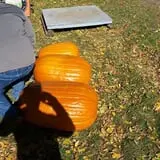 Country Apple Orchard photo
