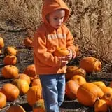 Country Apple Orchard photo